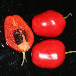 Semillas de Ají Rocoto, Capsicum pubescens